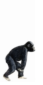 Human-evolution-animation.gif